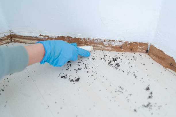 Best Pest Prevention Services  in Highland Lakes, AL